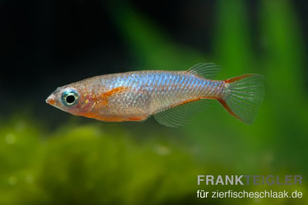 Neon Reisfisch - Oryzias woworae